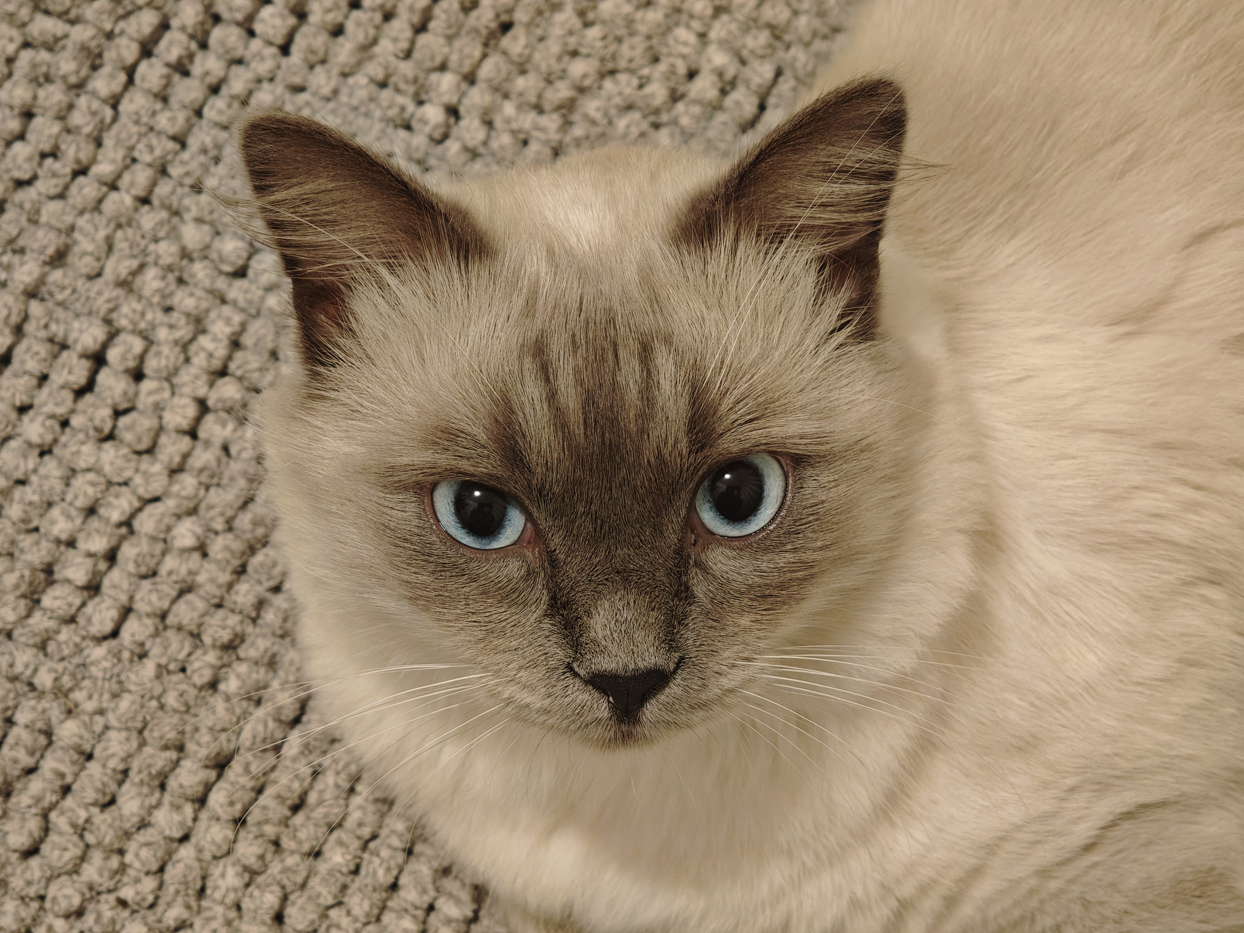 Animali da compagnia